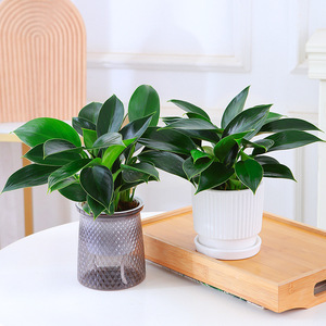Plante verte à grandes feuilles, Pothos doré, Aglaonema, succulentes <span class=keywords><strong>en</strong></span> <span class=keywords><strong>pot</strong></span>, intérieur, simplicité moderne américaine, hydroponique, purificateur d'air efficace - Product Image 4