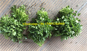 Máquina Cosechadora de Cilantro a Precio Económico/Cosechadora de Orégano Suministrada por Fábrica China/Máquina Cosechadora de <span class=keywords><strong>Perejil</strong></span> de Buen Rendimiento a Buen Precio - Product Image 6