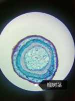 Lames de microscope en verre préparé de 100 pièces dans un boîtier en bois avec spécimens de plantes/botaniques, de bactéries et de champignons