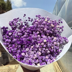 Flores Secas de Gypsophila Naturales Preservadas de Alta Calidad al por Mayor, 400 g, Regalo para el Día de San Valentín, Navidad, Decoración del Hogar - Product Image 6