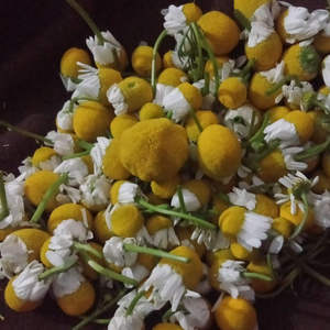 Flores de Manzanilla Egipcia de Alta Calidad, Procesadas por FD, Hierbas y Especias Secas Individuales, El Ekhlas, Venta Popular - Product Image 2