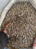 Bon 361 graines de tournesol Chine