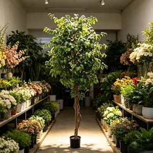 Directly From the Factory Ficus Pandurata Suitable As Indoor and Outdoor Decoration Durable and Evergreen - Product Image 3