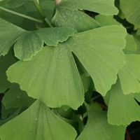 Natürliche Getrocknete Ginkgo Biloba Blätter, Schwefelfreies Kräuter-Rohmaterial für Teemischungen, Pflanzenextrakt & Wellness-Formel