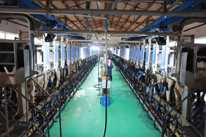 Prefab Farm Building Low Cost Steel Structure Buildings Cow Dairy Cattle House Shed Farm - Product Image 3