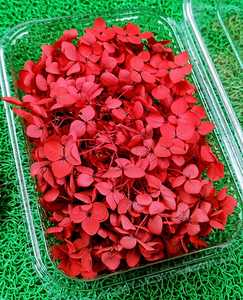 Cabezas de Flores de Hortensia Roja, Flores Frescas para Decoración de Bodas y Eventos, y Arreglos de Regalos - Product Image 1