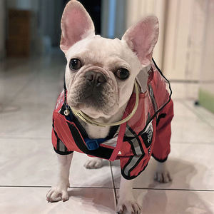 <span class=keywords><strong>Chubasquero</strong></span> impermeable para cara de perro, chaqueta reflectante con capucha para cara de perro, mono con capucha - Product Image 3