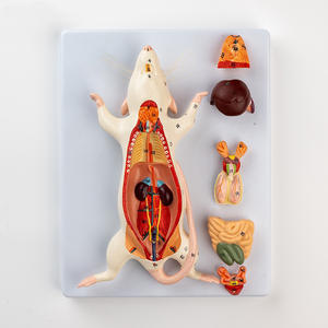 Modello di anatomia della struttura interna dell'organo del topo biologia insegnamento di anatomia animale sperimentale esemplare di zootecnia - Product Image 1