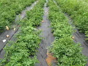 Agriculture Landscape Fabric Biodegradable Ground Cover Plants Control Cover Weed Mat