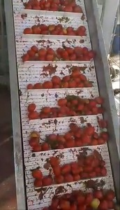 Gıda Endüstrileri İçin Yeşil Biber, Salatalık Taşımak İçin En İyi Performanslı Plastik Zincir Konveyör Bandı - Product Image 6