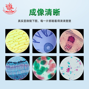 25 types de lamelles microscopiques pour plantes, faciles à focaliser, adaptées aux sciences biologiques des élèves du primaire et du secondaire - Product Image 4
