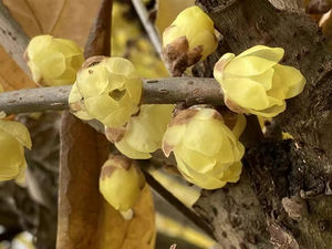 Flores de <span class=keywords><strong>Chimonanthus</strong></span> Praecox Secas al por Mayor, Té de Flores de Invierno para la Venta - Product Image 5