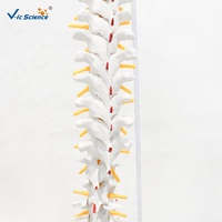 Modelo Anatómico de Columna Vertebral y Pelvis con Músculos de Colores, para Entrenamiento de Fisioterapia, con Certificaciones CE/ISO/ROHS/CNAS