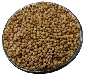 Semillas de cilantro de alta calidad para cocinar, hornear y beneficios para la salud, compra a granel disponible - Product Image 2