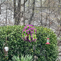 Panier de fleurs suspendu en soie coloré Morning Glory Paniers suspendus avec fleurs artificielles pour décor de porche extérieur