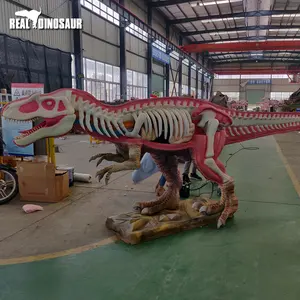 Natural History Museum Half Body Dinosaur T-rex Skeleton