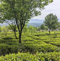 Thé Oolong Biologique Écologique du Yunnan Cangshan 2026, Vente au Détail et en Gros, Personnalisation Disponible