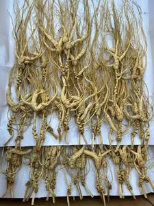 Kualitas Premium baru dipanen tumbuhan alami 25 tahun <span class=keywords><strong>Ginseng</strong></span> liar tumbuh di bawah kanopi hutan - Product Image 6