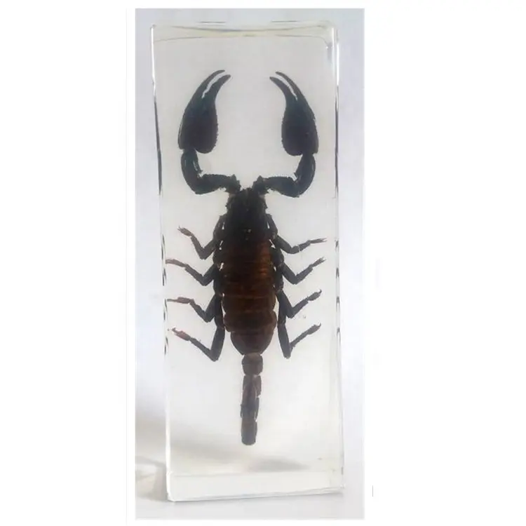 Real Insect Collection Acrylic Specimens Paperweight