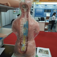Modèle anatomique humain ADA-A1046 45CM 23 pièces, modèles de torse en PVC pour les deux sexes, sciences médicales
