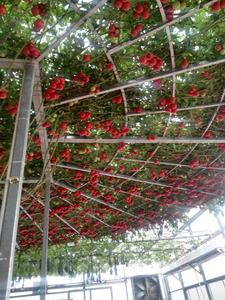 Sistema di Vendita Calda Multi-Span Serra/Serra per Le Verdure/Serra Agricola - Product Image 5