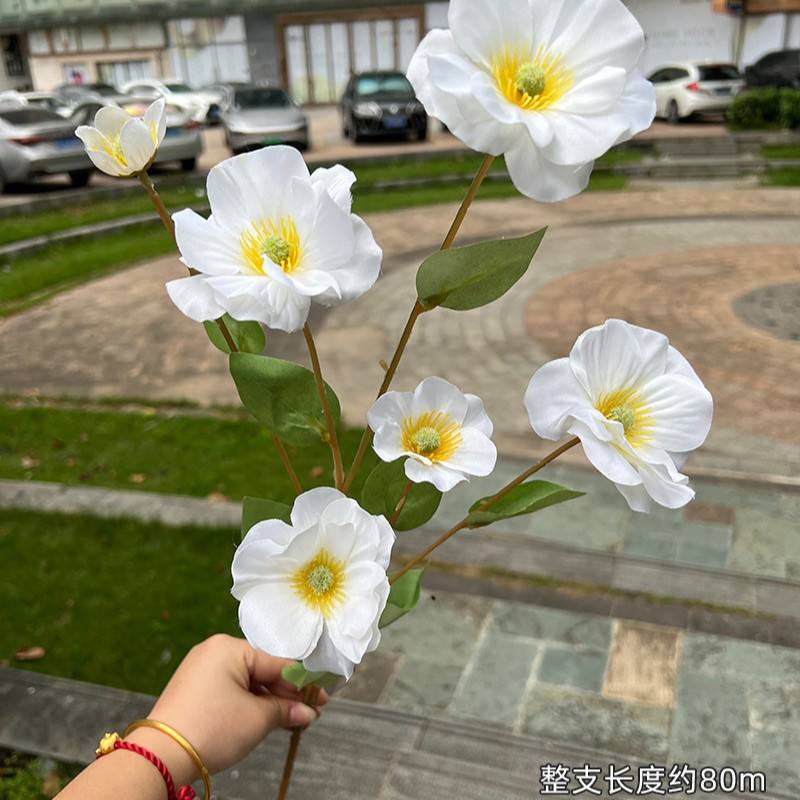 6Head Pansy special offer  White