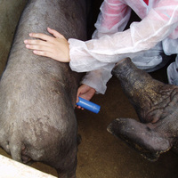 Fabricant chinois Instrument de test de grossesse de porc de chèvre vétérinaire portable facile à utiliser