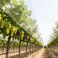 Filet pare-grêle et pare-soleil en HDPE pour l'agriculture, protection contre la grêle, les oiseaux et le vent