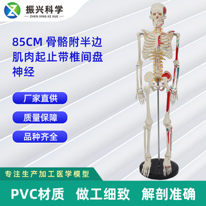 Modèle d'enseignement du squelette humain de 85 cm avec origine et insertion des muscles sur une demi-face, disques intervertébraux, nerfs et squelette - Product Image 5