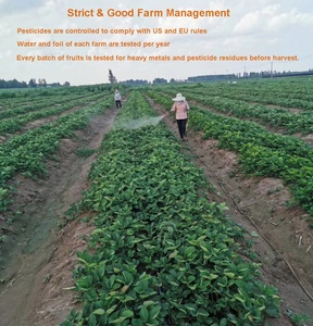 Консервированные клубники без ГМО, натуральные, сладкие, вакуумная упаковка, оптом - Product Image 4