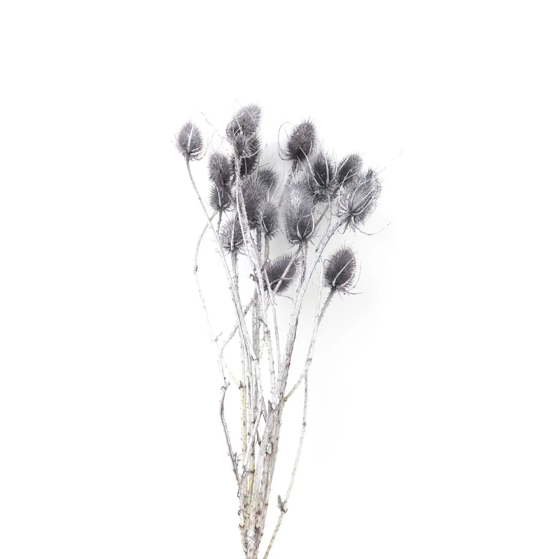 Cheap Dried Thistle Stalks Diy Boho Decoration Natural Wild Dried Flowers Native Teasel Thistle Stalks Dipsacus