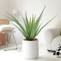 Großhandel Kunststoff Simulation Aloe Vera Sukkulenten Künstliche Topf grüne Pflanze Fake Tree Bonsai für Indoor Outdoor Dekor