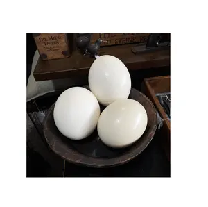 Bestseller hochwertiges Straußen-Ei zur Herstellung von Ei-Curry und Omlett vom indischen Lieferanten und Exporteur zum Großhandel