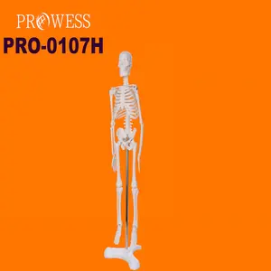 PRO-0107H 45cm 이동식 전골 컬러 인체 골격 모델 생리학 교육 및 인체 골격 시스템 교육 도구