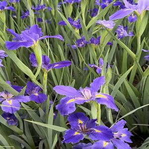 <span class=keywords><strong>Iris</strong></span>'Clyde Remond - Graines et rhizomes d'<span class=keywords><strong>iris</strong></span> adaptés à la plantation dans les bassins de jardin et les serres. - Product Image 5