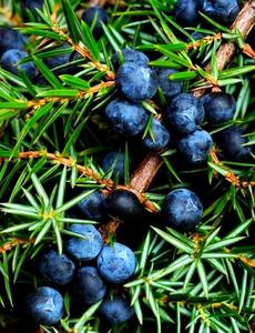 ジュニパーベリーエキス10:1ジュニパーベリーエキス粉末ジュニパーベリーエキス - Product Image 5