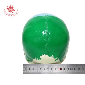 กะโหลกศีรษะรุ่นขนาดชีวิต<span class=keywords><strong>สี</strong></span>มนุษย์<span class=keywords><strong>สี</strong></span>ตัดกัน<span class=keywords><strong>สี</strong></span>เพื่อแยกความแตกต่างต่างๆกระดูกแผ่นส่วนกายวิภาคศาสตร์กะโหลกศีรษะ - Product Image 4