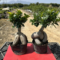 Bonsaï Ficus Microcarpa Ginseng, variétés assorties, différentes tailles, plantes à feuilles persistantes, décoratives d'intérieur/extérieur, faites à la main, pour la fête des mères