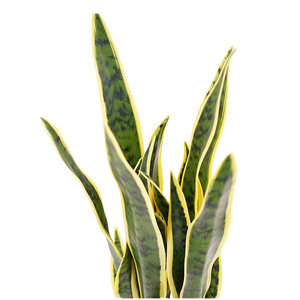 Planta Artificial <span class=keywords><strong>Sansevieria</strong></span> <span class=keywords><strong>Pequeña</strong></span>, Tacto Real, Resistente a los Rayos UV, Arbustos de 60 cm, Decoración de Plástico en Maceta para Decoración del Hogar - Product Image 2