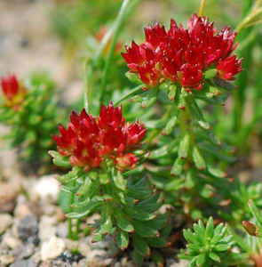 Заводская цена, экстракт корня родиолы розовой, высокое качество, экстракт корня салидрозида Розавина, порошок корня кирилова, родиола, порошок - Product Image 3