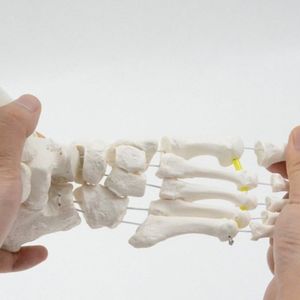 Darhmmy uốn cong PVC mắt cá chân Doanh chân xương Mô hình có thể tháo rời con người Mô Hình Bộ Xương Bou/T109 CN/SHG cho y tế khoa học giáo dục - Product Image 3