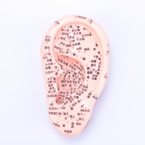 Akupunktur Auricular noktaları için bulut ve ejderha çift kulaklar modeli Uesd akupunktur noktaları ile silikon kauçuk kulaklar modeli - Product Image 2