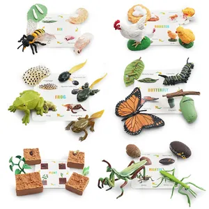 Montessori-Lebenszyklen-Tierfiguren mit Flash-Karten Kunststoff-Tierspielzeug für Kinder realistische Tierfiguren