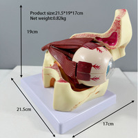 Model perbesaran anatomis dari bola mata dan mata