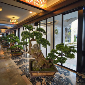 Vente en gros de 70cm de haut pin noir en fibre de verre Bonsaï d'intérieur Mini Bonsaï artificiel à vendre - Product Image 6