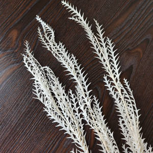 Flor de hoja de diente de sable eterno preservada para decoración del hogar y ramos de boda para arreglos florales domésticos - Product Image 6