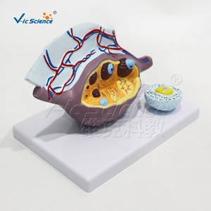 Modèle anatomique magnifié de l'ovaire ; outil pédagogique pour l'enseignement de la structure du système reproducteur féminin ; modèle pédagogique d'organe humain. - Product Image 2