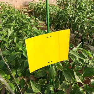 High quality wholesale price yellow doubled side sticky traps for flying insect in greenhouse