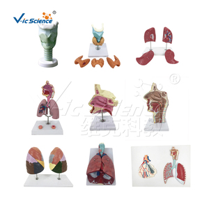 Modelo Anatómico Médico, Modelo de Anatomía Pulmonar, Modelo Educativo de Ciencias Médicas - Product Image 4