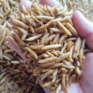 อาหารสัตว์น้ำสำหรับปลาอะโรวาน่าและ<span class=keywords><strong>ปลา</strong></span>คาร์<span class=keywords><strong>ฟ</strong></span>  วัตถุดิบอาหารสัตว์จากตัวอ่อนแมลงวันดำ (BSFL)  อบแห้ง  ฆ่าเชื้อด้วยไมโครเวฟ  โปรตีนสูง - Product Image 4